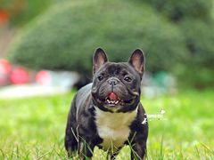 -超宠爱宠物摄影-Super pet