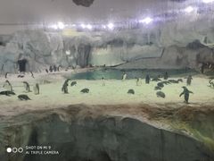 -帝企鹅自助餐厅•儿童岛•真企鹅(长隆企鹅酒店)