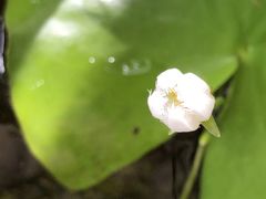 -双季花艺园艺市场(浦东店)