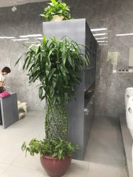 -INS羽毛接发·巴黎画染