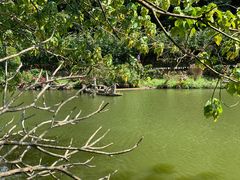 -深圳仙湖植物园