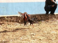 -洛阳周公庙博物馆