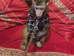 -盤古Spa泰式古法抓龙筋(鲁迅路店)