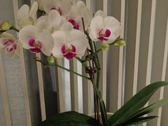 -墨宴(西洋湖店)