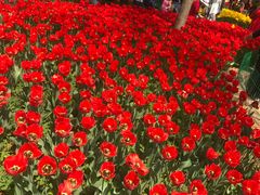 -洛阳郁金香牡丹园