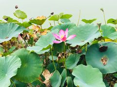 -燕郊植物园