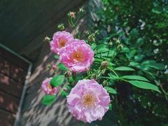 -颐和路民国时期公馆-风貌区