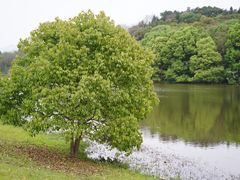-福建鲤鱼洲酒店