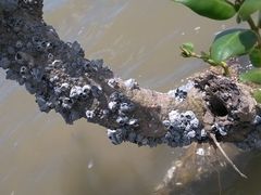 -北海金海湾红树林生态旅游区