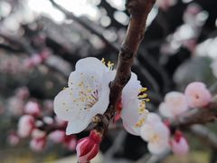 -北京鹫峰国家森林公园