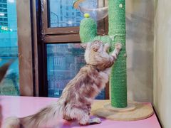 -十年猫舍·猫咪专门店(普陀店)