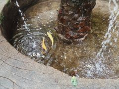 -本溪汤沟绿石谷森林公园