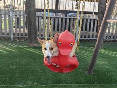 -宠乐会宠物乐园