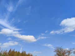 -上海滨江森林公园