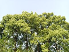 -南山植物园