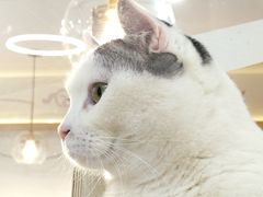 -喵园·猫主题咖啡厅·撸猫·猫咖(国贸店)