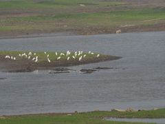 -湖南东洞庭湖国家级自然保护区