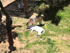 -西霞口神雕山野生动物世界