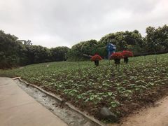 -广州市流溪河国家森林公园