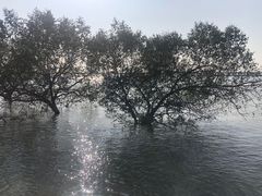 -宝安西湾红树林湿地公园