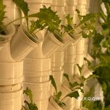 这家店用的是自己种的菜