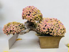 -虎丘山风景名胜区