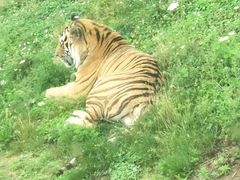 -西安秦岭野生动物园