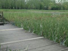 -溱湖国家湿地公园