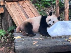 -广州长隆野生动物世界