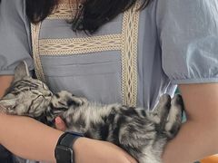 -泰国佛·塔罗·泰牌狐仙古曼