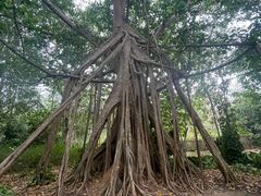 -中国科学院西双版纳热带植物园