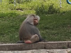 -哈尔滨北方森林动物园