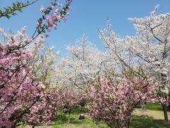-顾村公园