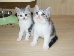 -喵zoo家庭繁育猫舍(尖东智能花园店)