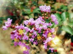-广东花都香草世界旅游度假区