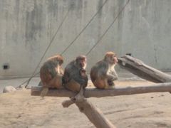 -西安秦岭野生动物园