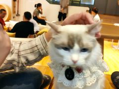 -啵啵喵·猫咖(攀华国际店)