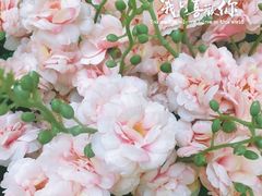 -鹏欣水游城
