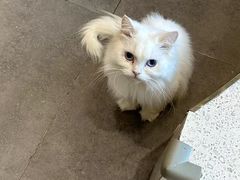 -飞行喵MR PILOT|猫舍·猫咖(静安大融城店)