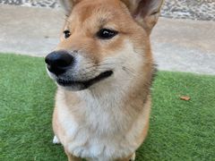 -柴犬高等学院·狗咖·柴犬售卖·宠物训练