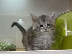 -青奢宠物·青奢猫舍