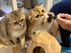 -楼上猫咖(罗湖店)