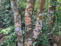 -梧桐山风景名胜区