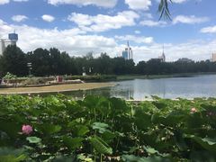 -莲花池公园