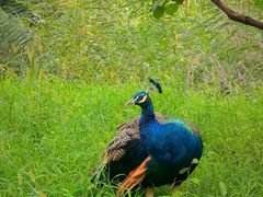 -北京麋鹿生态实验中心