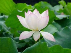 -荷塘月色湿地公园·向阳花洲