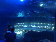 -成都浩海立方海洋公园