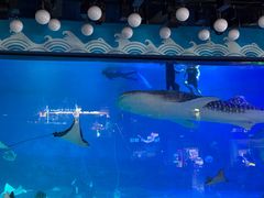 -烟台海昌鲸鲨海洋公园