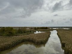 -盐城丹顶鹤湿地生态旅游区