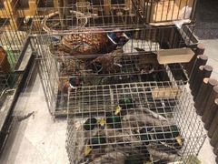 -忆江南·临江鱼馆